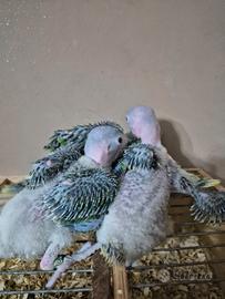 Pulletti di grande Alessandrino