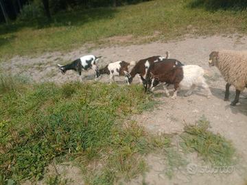 Capre razza Mochena
