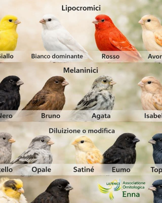 Canarini maschi