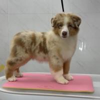 Cuccioli australian Shepherd