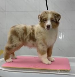 Cuccioli australian Shepherd
