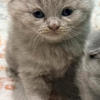 Scottish Fold Lilac