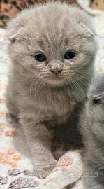 Scottish Fold Lilac