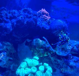 Acreichthys tomentosus