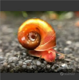 Lumache planorbarius acquario