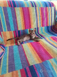 Gattini