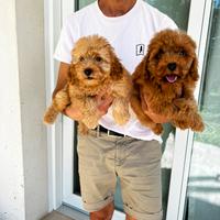 Cucciole di Barboncino Nano