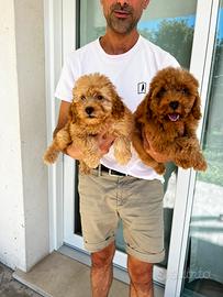 Cucciole di Barboncino Nano