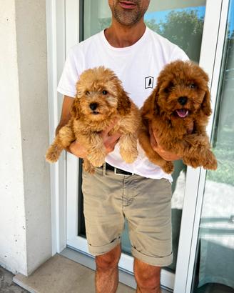 Cucciole di Barboncino Nano