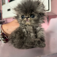 Gatto persiano