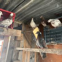 Piccioni di diverse razze