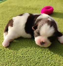 Cucciola Shihtzu femmina