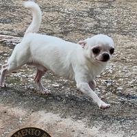 Stallone chihuahua (accoppiamento)