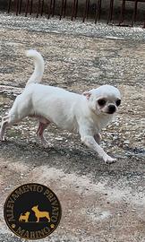 Stallone chihuahua (accoppiamento)
