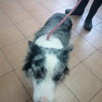 Ciro, Border Collie in Canile