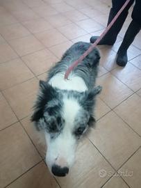 Ciro, Border Collie in Canile