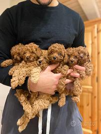 Cuccioli barboncino toy