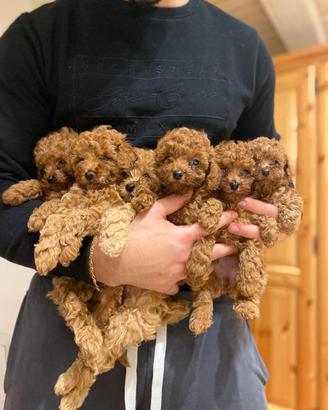 Cuccioli barboncino toy