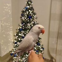 Parrocchetto Dal Colare e gabbia