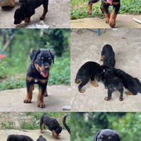 Cuccioli di rottwailer