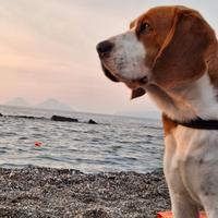 Beagle maschio disponibile per monta