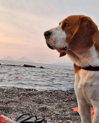 Beagle maschio disponibile per monta