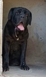 Mastino napoletano 6 mesi