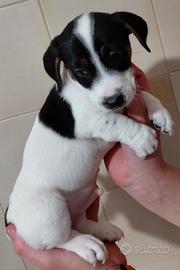 Cucciolo maschio di Jack Russel