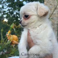 Cuccioli di Chihuahua IL NIDO DI PRISCILLA
