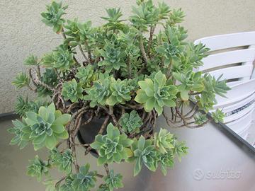 pianta succulenta