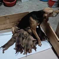 Cuccioli segugio italiano