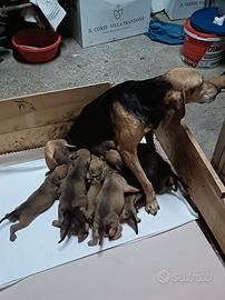 Cuccioli segugio italiano