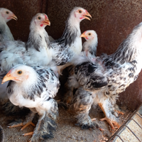 Disponibilità di pulcinotti brahma se qualcuno fos