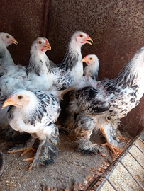 Disponibilità di pulcinotti brahma se qualcuno fos