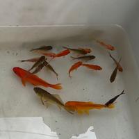 Carassius auratus - pesci rossi - Goldfische