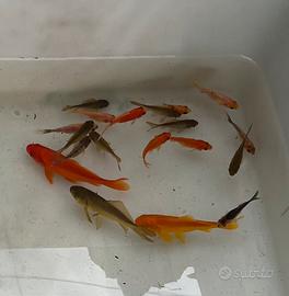 Carassius auratus - pesci rossi - Goldfische