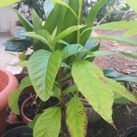 Piantine di avocado