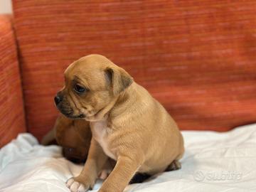 Staffordshire bull terrier