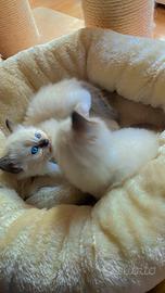 Cuccioli ragdoll mórbido è occhi come il mare