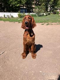 Setter irlandesi