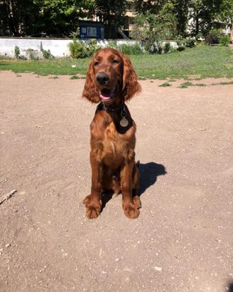 Setter irlandesi