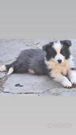 Border collie blu pedigree