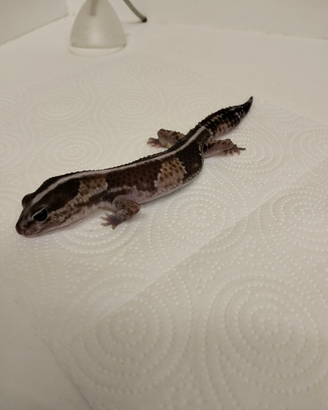 Geco african fat tail