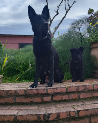 Cuccioli Pastore tedesco