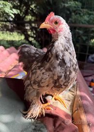 Gallo cocincina nana