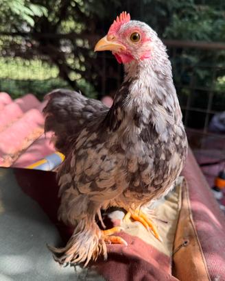 Gallo cocincina nana