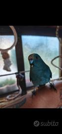Kakariki