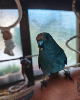 Kakariki