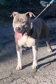 Maschio Amstaff blu per Monta