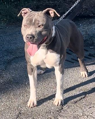 Maschio Amstaff blu per Monta